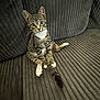 kitten, cat, tabby, white_paws, sitting, couch, furniture, indoor, pet, young_animal, curious, striped, whiskers, ears, tail, wide_eyes, domestic_cat, cute, relaxed, texture