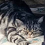 Dickens joined the competition — help win amazing prizes! cat, tabby, sleeping, nap, fur, striped, paw, cozy, blanket, sunlight, indoor, relaxed, pet, animal, cute, whiskers, face, ears, claws, rest