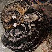 Dickens joined the competition — help win amazing prizes! cat, cats, sleeping, curled_up, tabby, striped_fur, pet, domestic_animal, cozy, resting, feline, fur_pattern, indoor, blanket, nap, cute, animal, two_animals, companion, close