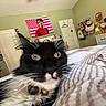 cat, black_and_white_cat, close_up, bed, blanket, striped_blanket, collar, bell, yellow_eyes, indoor, room, wall, door, dresser, poster, man, pink_flag, furniture, decorations, whiskers