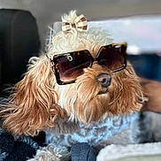 Millie is registered to the contest to win money with this photo: dog, sunglasses, bow, fluffy, car_interior, pet, cute, cozy, relaxed, animal, portrait, accessory, fashion, closeup, seat, fur, head, muzzle, companion, indoor