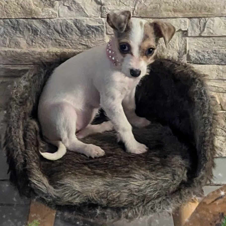 Ouimzy participe au concours pour gagner de l'argent avec cette photo : animal, brown, collar, curious, cute, dog, ears, fluffy, fur, indoor, legs, looking, pet_bed, puppy, sitting, small_dog, stone_wall, tail, white, young_dog