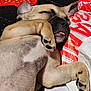 animal, bodypart, boxer, bulldog, canine, cushion, dog, frenchbulldog, germanshepherd, homedecor, hound, indoors, interiordesign, mouth, person, pet, pitbull, pug, puppy, sleeping