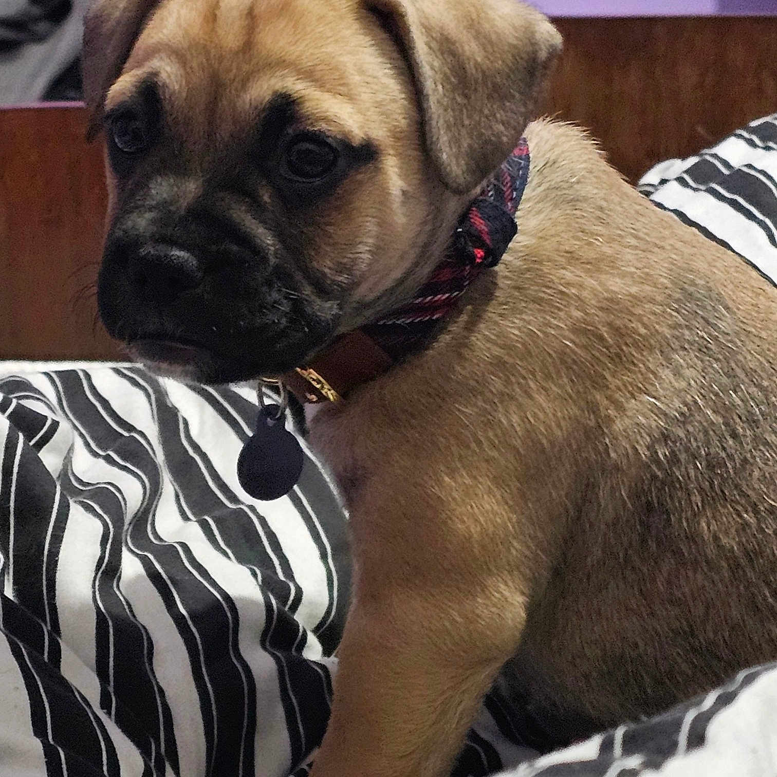 Prince joined the competition — help win amazing prizes! animal, blanket, boxer, bulldog, canine, couch, cushion, dog, frenchbulldog, furniture, homedecor, hound, labradorretriever, person, pet, pitbull, pug, puppy, sleeping, snout