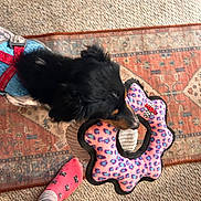 Maple is registered to the contest to win money with this photo: dog, black_dog, toy, pink_toy, blue_harness, carpet, rug, foot, sock, cat_pattern, denim, ripped_jeans, indoor, pet, playful, animal, floor, colorful, pattern, home