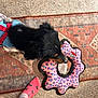 dog, black_dog, toy, pink_toy, blue_harness, carpet, rug, foot, sock, cat_pattern, denim, ripped_jeans, indoor, pet, playful, animal, floor, colorful, pattern, home