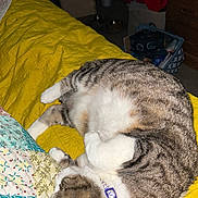 Maddie Girl joined the competition — help win amazing prizes! cat, tabby, pet, sleeping, curled_up, indoor, blanket, yellow, fur, collar, striped, cozy, resting, domestic_animal, cute, relaxed, feline, bedroom, quilt, comfortable