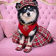 Athena joined the competition — help win amazing prizes! dog, blue_eyes, plaid, hat, dress, shoes, pink_couch, luxury_furniture, heart_tag, pet_fashion, portrait, fluffy, sitting, indoor, cute, accessory, furniture, animal, pink, decor