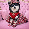 accessory, animal, blue_eyes, cute, decor, dog, dress, fluffy, furniture, hat, heart_tag, indoor, luxury_furniture, pet_fashion, pink, pink_couch, plaid, portrait, shoes, sitting
