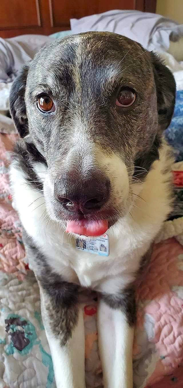 Lucinda is registered to the contest to win money with this photo: canidae, carnivore, collar, companion_dog, dog, dog_breed, dog_collar, fang, fur, non_sporting_group, paw, photography, snout, sporting_group, street_dog, terrier, whiskers, working_animal, working_dog