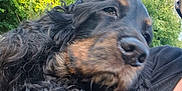 Olympe participe au concours pour gagner de l'argent avec cette photo : animal, black_fur, brown_fur, calm, close_up, companion, cuddling, curly_fur, daylight, dog, fur, greenery, nature, neck, outdoor, person_partial, pet, portrait, shoulder, sunlight