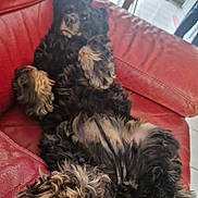 Olympe a rejoint le concours — aidez-le/la à gagner de superbes lots ! animal, black_and_tan, canine, couch, dog, domestic, floor, fluffy, fur, household, indoor, living_room, paw, pet, red_leather, relaxed, resting, seated, tile, upside_down