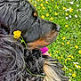 Olympe a rejoint le concours — aidez-le/la à gagner de superbes lots ! animal, background, black_dog, brown_markings, closeup, colorful, dog, flora, flower, fur, green_grass, leaf, nature, outdoor, peaceful, pet, profile, resting, spring, yellow_flower
