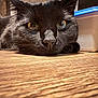 Ruby participe au concours pour gagner de l'argent avec cette photo : animal, black_cat, blue_lid, cat, close_up, container, domestic_animal, ears, eyes, feline, floor, indoor, lying_down, nose, pet, reflection, resting, sunlight, whiskers, wooden_floor