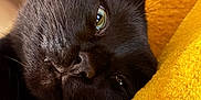 Ruby a rejoint le concours — aidez-le/la à gagner de superbes lots ! animal, black_cat, cat, close_up, cute, eye, face, feline, fur, indoor, macro, nose, pet, portrait, resting, sleepy, soft, texture, whiskers, yellow_background