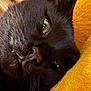 animal, black_cat, cat, close_up, cute, eye, face, feline, fur, indoor, macro, nose, pet, portrait, resting, sleepy, soft, texture, whiskers, yellow_background