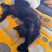 Ruby a rejoint le concours — aidez-le/la à gagner de superbes lots ! animal, black_cat, blanket, cat, claws, couch, cozy, cute, domestic_animal, feline, fur, indoor, pet, pillow, polka_dots, relaxed, resting, stretching, whiskers, yellow