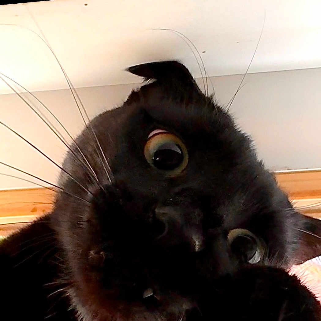 Ruby participe au concours pour gagner de l'argent avec cette photo : animal, blackcat, cat, panther, pet