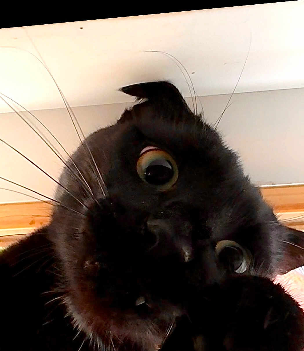 Ruby participe au concours pour gagner de l'argent avec cette photo : animal, blackcat, cat, panther, pet