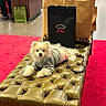 Bianca participe au concours pour gagner de l'argent avec cette photo : animal, cute, dog, fashion, floor_tiles, furniture, indoor, leather_bench, luxury, pet, pet_leash, pomeranian, puppy, red_carpet, relaxed, retail, shopping_bags, store, sweater, white_dog
