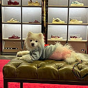 Bianca participe au concours pour gagner de l'argent avec cette photo : bench, canine, cute, dog, fashion, fur, furniture, hoodie, indoor, leash, leather_bench, pet, puppy, red_carpet, relaxed, retail, shoe_shelf, shoes, store, white_dog