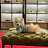 bench, canine, cute, dog, fashion, fur, furniture, hoodie, indoor, leash, leather_bench, pet, puppy, red_carpet, relaxed, retail, shoe_shelf, shoes, store, white_dog