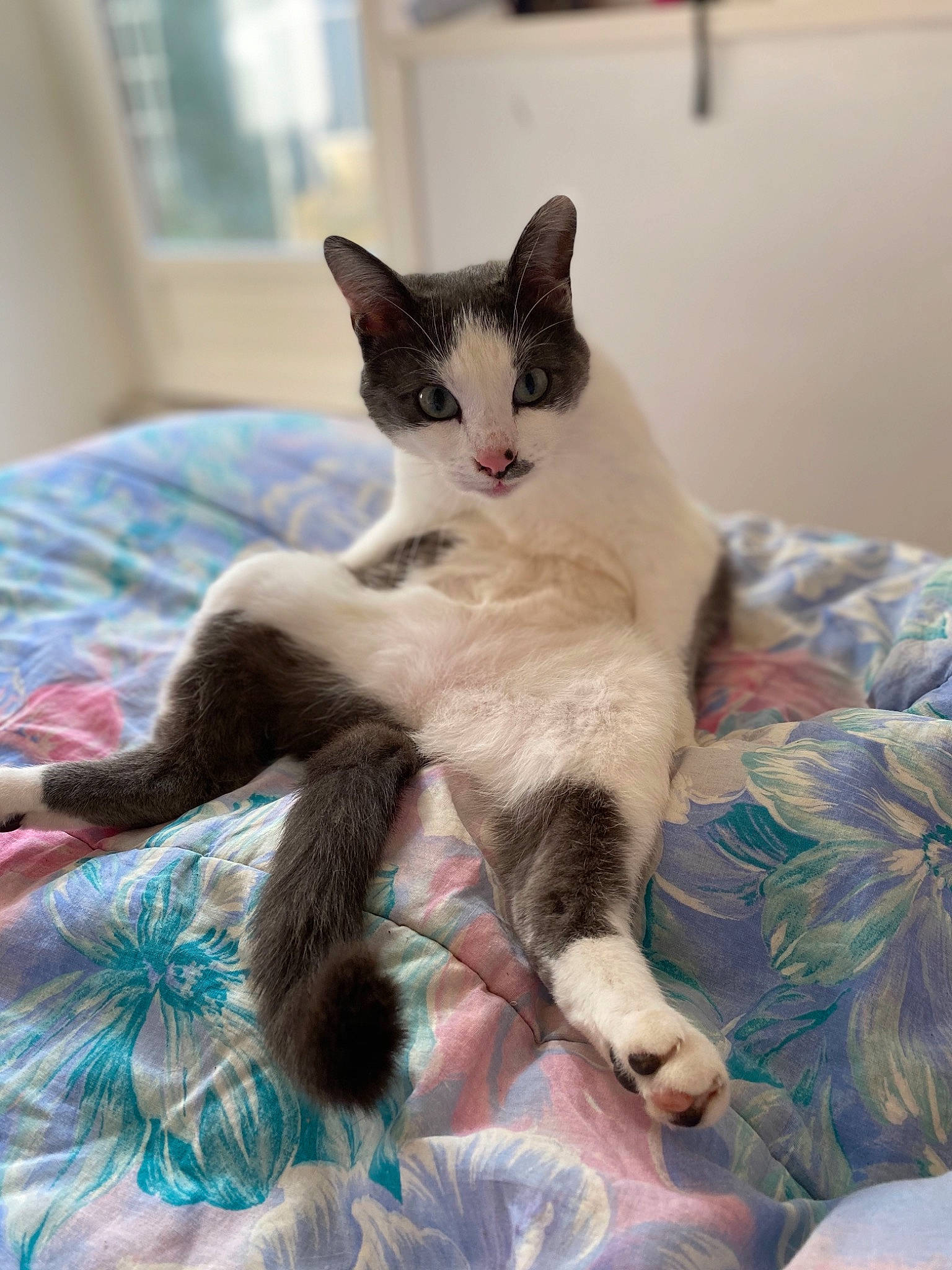 Microbe participe au concours pour gagner de l'argent avec cette photo : aegean_cat, carnivore, cat, domestic_short_haired_cat, felidae, kitten, mammal, oriental_longhair, small_to_medium_sized_cats, vertebrate, whiskers