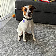 Julius is registered to the contest to win money with this photo: dog, pet, indoor, carpet, couch, blanket, collar, toy, curious, small_dog, brown_and_white, floor, furniture, home, window, light, plush_toy, seated, domestic_animal, living_room