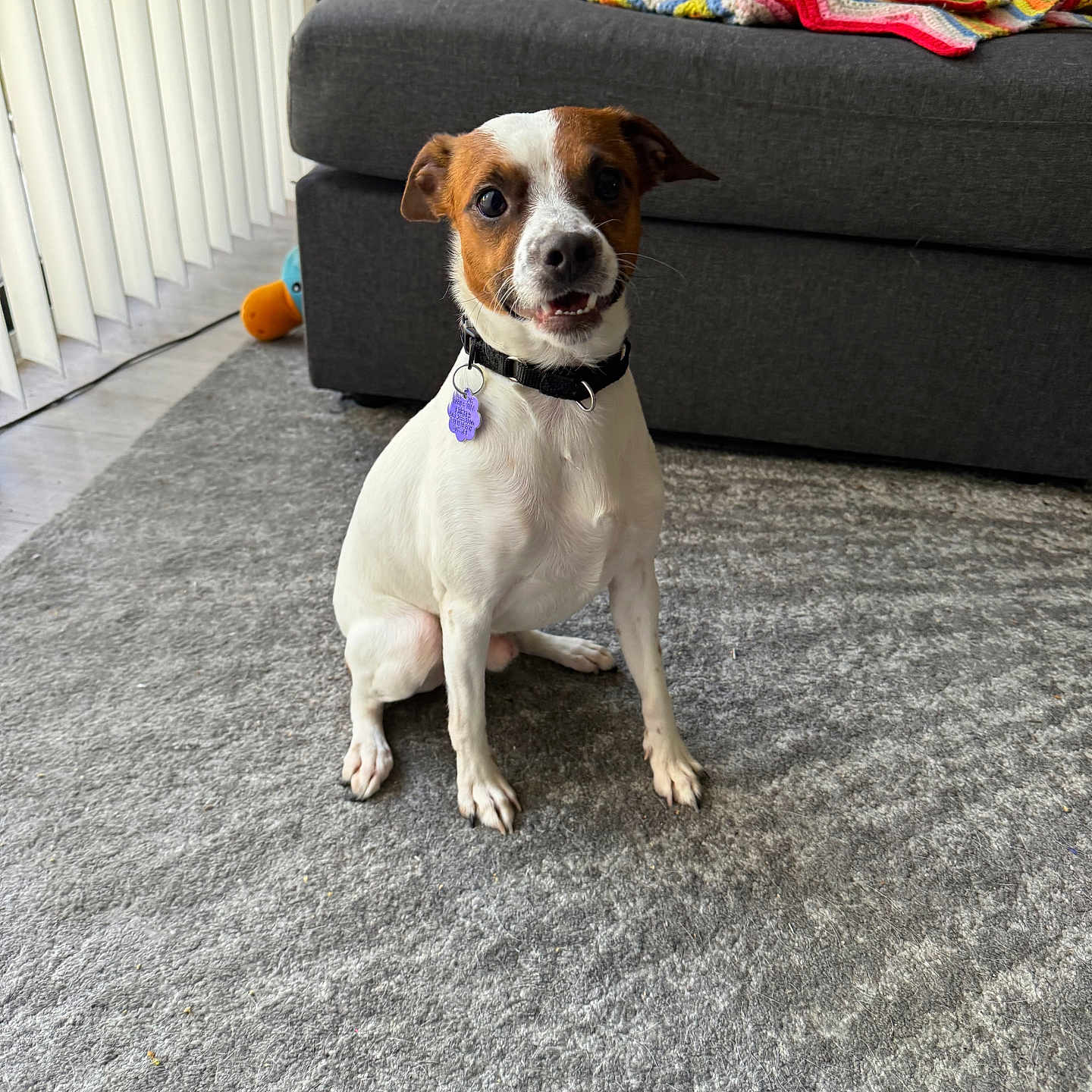 Julius is registered to the contest to win money with this photo: dog, pet, indoor, carpet, couch, blanket, collar, toy, curious, small_dog, brown_and_white, floor, furniture, home, window, light, plush_toy, seated, domestic_animal, living_room