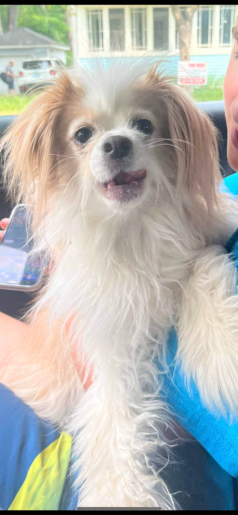 Lunie joined the competition — help win amazing prizes! blond, canidae, carnivore, companion_dog, dog, dog_breed, dog_supply, electric_blue, event, fawn, fur, liver, motor_vehicle, papillon, snout, sporting_group, tire, toy_dog, wheel, whiskers