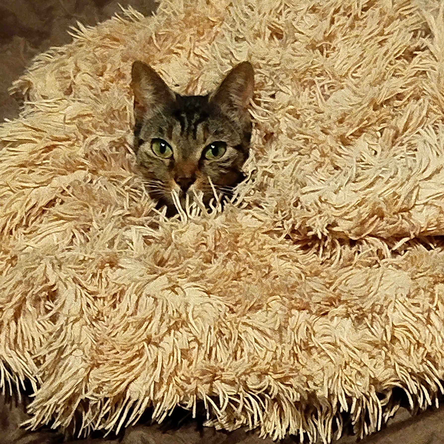 Chanel participe au concours pour gagner de l'argent avec cette photo : animal, blanket, cat, comfort, cozy, curious, cute, domestic, ears, eyes, face, feline, fur, hiding, indoor, pet, resting, soft, texture, warm