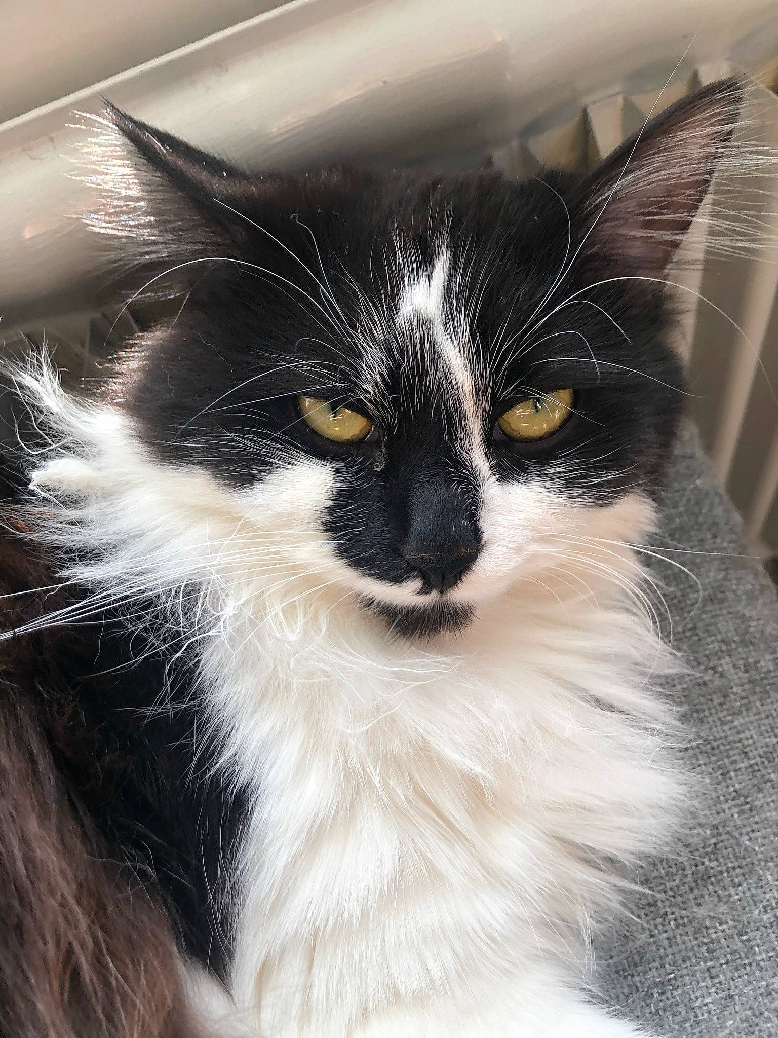 Banzaï participe au concours pour gagner de l'argent avec cette photo : black_cat, carnivore, cat, domestic_short_haired_cat, felidae, fur, iris, monochrome_photography, paw, small_to_medium_sized_cats, tail, terrestrial_animal, whiskers, window