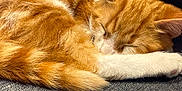 Captain participe au concours pour gagner de l'argent avec cette photo : cat, orange_cat, white_paw, sleeping, curled_up, fur, pet, domestic_cat, resting, cozy, close_up, indoor, texture, fabric, soft_light, whiskers, animal, cute, relaxed, nap