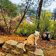 Zeke joined the competition — help win amazing prizes! cat, orange_cat, outdoor, autumn, fallen_leaves, stone_wall, forest, trees, harness, leash, nature, animal, pet, woodland, seasonal, scenic, wildlife, feline, fall, overcast