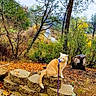 cat, orange_cat, outdoor, autumn, fallen_leaves, stone_wall, forest, trees, harness, leash, nature, animal, pet, woodland, seasonal, scenic, wildlife, feline, fall, overcast