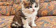 Rocky a rejoint le concours — aidez-le/la à gagner de superbes lots ! kitten, cat, fluffy, cute, sitting, couch, patterned, colorful, fur, pet, animal, indoor, young, small, whiskers, soft, curious, feline, domestic, adorable