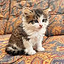 kitten, cat, fluffy, cute, sitting, couch, patterned, colorful, fur, pet, animal, indoor, young, small, whiskers, soft, curious, feline, domestic, adorable