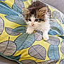 Rocky a rejoint le concours — aidez-le/la à gagner de superbes lots ! kitten, cat, pet, animal, fluffy, cushion, leaf_pattern, yellow, blue, white, brown, indoor, cute, small, young, fur, whiskers, paws, resting, curious