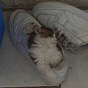 Rocky participe au concours pour gagner de l'argent avec cette photo : kitten, cat, shoe, sneaker, white, floor, sleeping, fur, pet, cozy, indoor, resting, cute, small, paw, animal, tabby, tile, side_view, relaxed