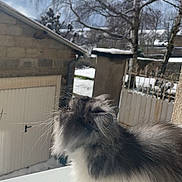 Mimo a rejoint le concours — aidez-le/la à gagner de superbes lots ! animal, building, cat, cold, curious, daylight, fluffy, fur, gate, gray, mammal, nature, outdoor, pet, sky, snow, tree, whiskers, white, winter