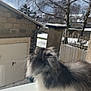 animal, building, cat, cold, curious, daylight, fluffy, fur, gate, gray, mammal, nature, outdoor, pet, sky, snow, tree, whiskers, white, winter