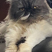 Mimo participe au concours pour gagner de l'argent avec cette photo : cat, fluffy, grumpy, pet, animal, fur, paws, relaxed, indoor, closeup, mammal, cute, feline, whiskers, portrait, expression, domestic_cat, sitting, resting, furry