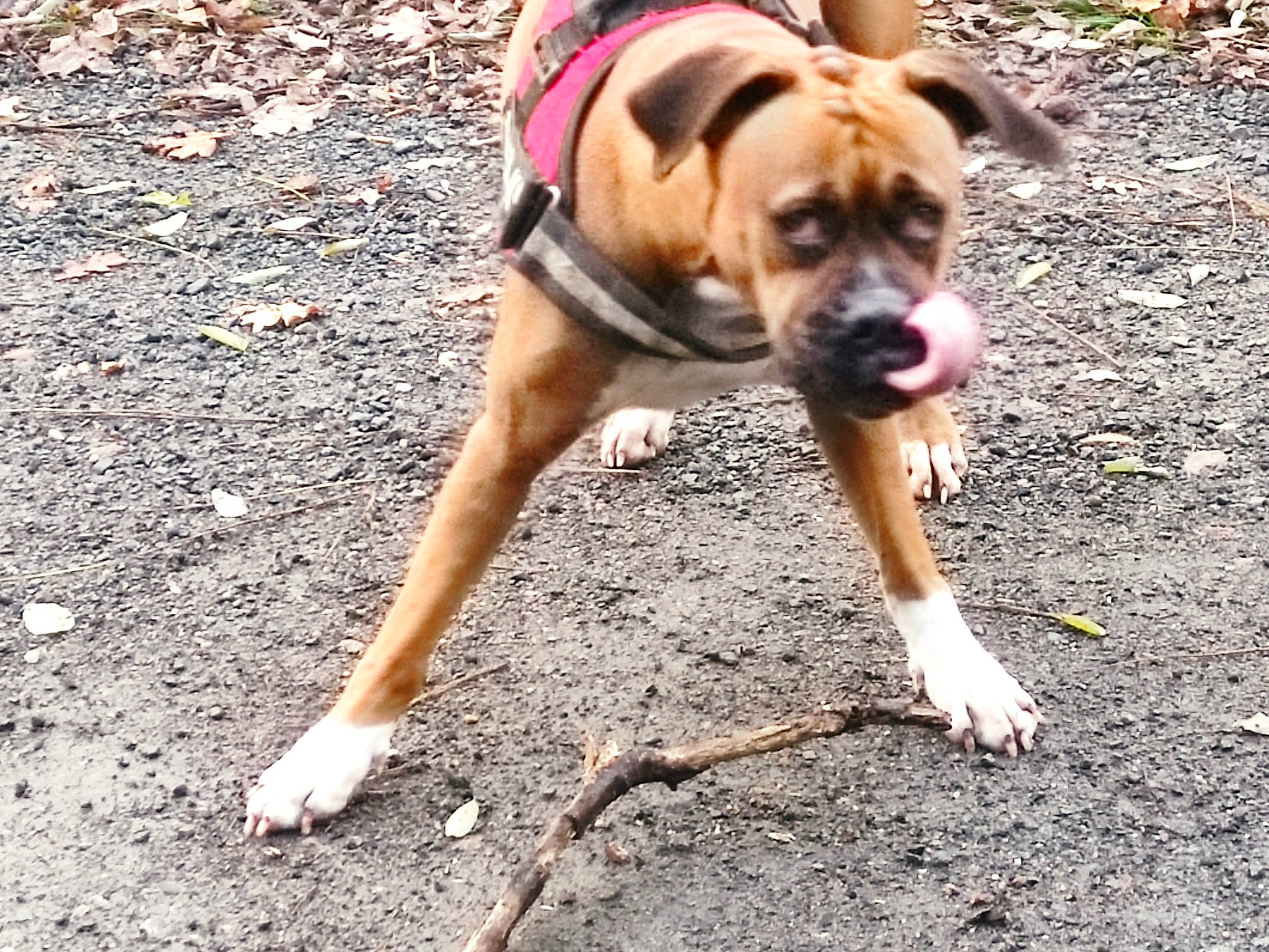 Mara a rejoint le concours — aidez-le/la à gagner de superbes lots ! canidae, carnivore, collar, companion_dog, dog, dog_breed, dog_collar, dog_supply, fawn, leash, paw, pet_supply, road_surface, snout, soil, sporting_group, tail, wood, working_animal, working_dog