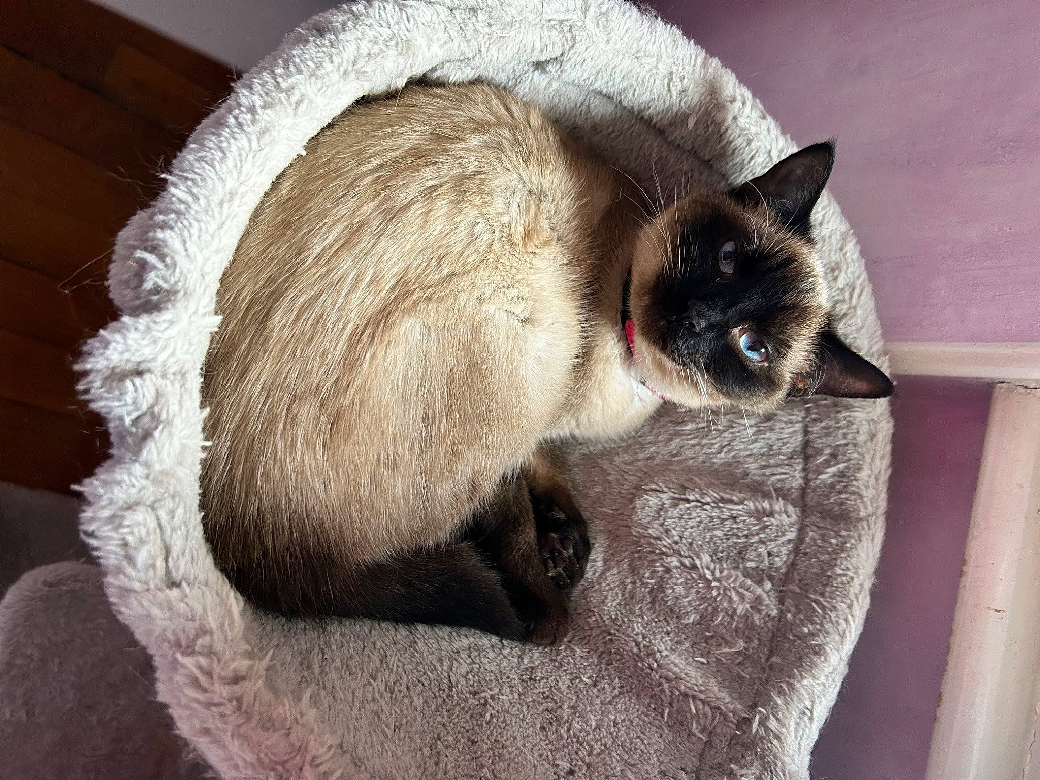 Thalia a rejoint le concours — aidez-le/la à gagner de superbes lots ! balinese, birman, carnivore, cat, cat_supply, comfort, domestic_short_haired_cat, eye, fawn, felidae, fur, siamese, small_to_medium_sized_cats, snout, tail, thai, whiskers