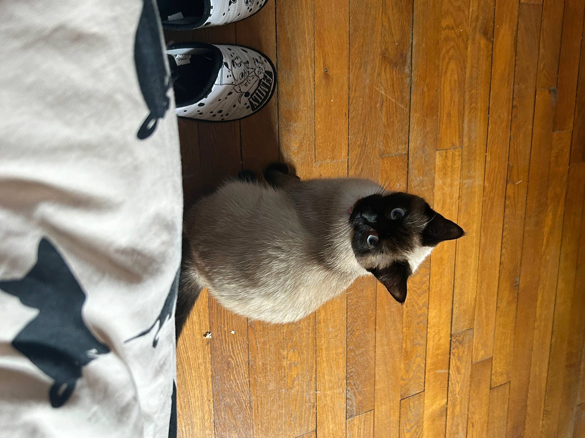 Thalia participe au concours pour gagner de l'argent avec cette photo : canidae, carnivore, cat, dog_breed, felidae, fur, grey, hardwood, siamese, sleeve, small_to_medium_sized_cats, snout, tail, terrestrial_animal, whiskers, window, wood