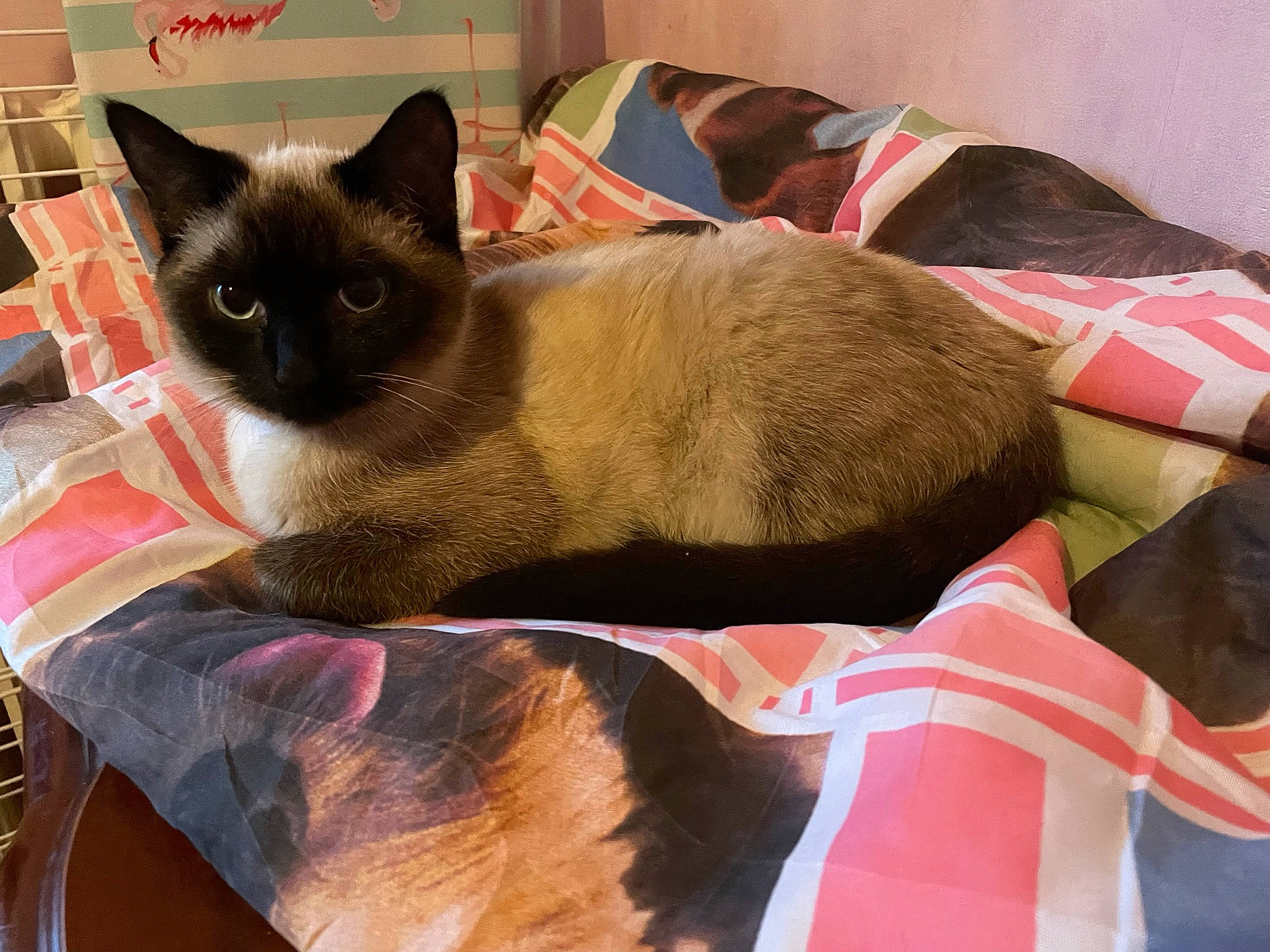 Thalia participe au concours pour gagner de l'argent avec cette photo : balinese, birman, carnivore, cat, cat_supply, comfort, domestic_short_haired_cat, fawn, felidae, fur, nap, pet_supply, siamese, small_to_medium_sized_cats, snout, tail, thai, whiskers