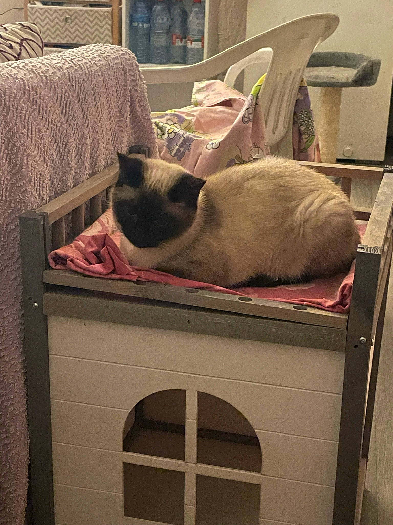 Thalia a rejoint le concours — aidez-le/la à gagner de superbes lots ! box, carnivore, cat, comfort, domestic_short_haired_cat, fawn, felidae, fur, gas, grey, hardwood, photograph, room, shipping_box, siamese, small_to_medium_sized_cats, snapshot, tail, whiskers, wood