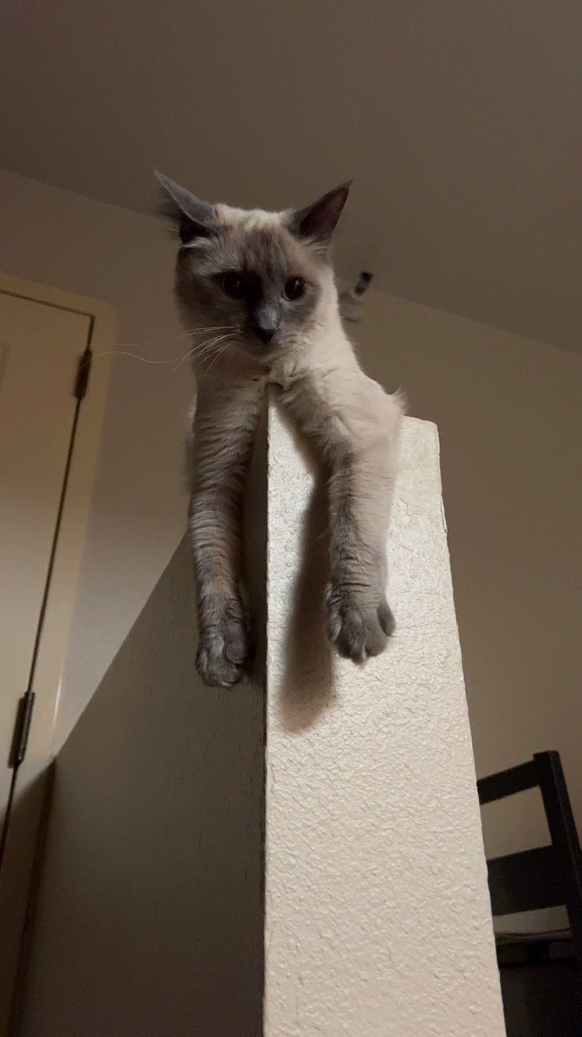 Suki is registered to the contest to win money with this photo: carnivore, cat, claw, domestic_short_haired_cat, fawn, felidae, fur, paw, siamese, small_to_medium_sized_cats, snout, tail, tonkinese, whiskers, window