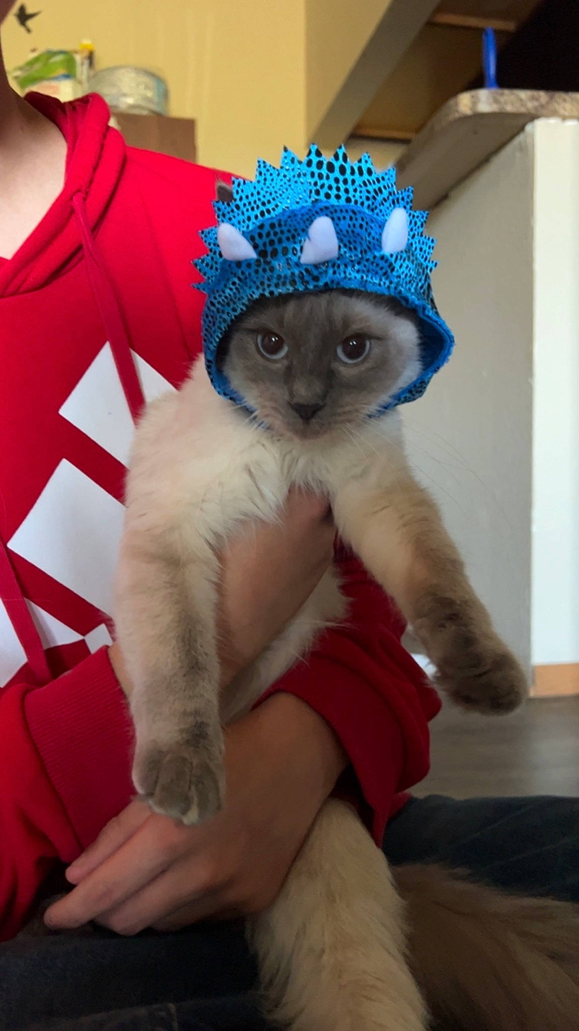 Suki is registered to the contest to win money with this photo: blue, cap, costume_hat, electric_blue, eyewear, fawn, feather, felidae, glasses, glove, goggles, hat, head, headgear, headpiece, small_to_medium_sized_cats, snout, sunglasses, textile, whiskers