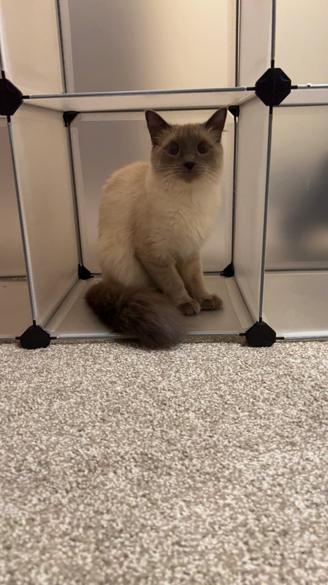 Suki is registered to the contest to win money with this photo: birman, carnivore, cat, comfort, domestic_short_haired_cat, felidae, flooring, fur, grey, paw, shadow, siamese, small_to_medium_sized_cats, tail, terrestrial_animal, thai, whiskers
